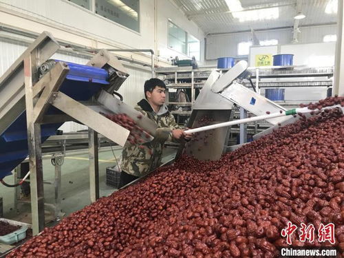 新疆兵團 紅棗加工忙 產(chǎn)品銷往全國各地