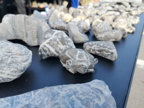 西安絲路杯全國觀賞石精品特色展開幕，全國電石藝術煥發新光彩